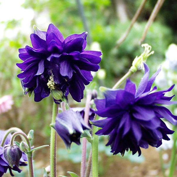 50 Graines d'Ancolie BLUE BARLOW Aquilegia Columbine Seeds Akelei Samen Semillas Zaden Somen Semi Sementi Semillas Sementes Siemenet Frö