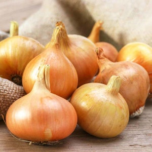 SALE ! 3000 Organic STUTTGARTER Onion Seeds Reliable and popular German Heirloom Variety Vegetable Seeds