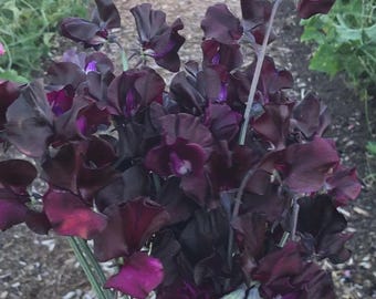 15 semi di pisello dolce Royal Maroon, profumato Lathyrus Odoratus