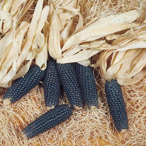 Pode incluir: Várias espigas de milho azul escuro com grãos bem compactados são exibidas. O milho está parcialmente coberto por palhas secas bege e repousa sobre uma cama de palha. A imagem destaca a cor e a textura únicas do milho.