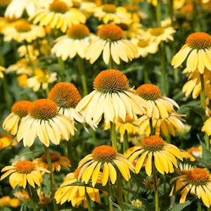 25 PARADISO GELB Mehrjährige Echinacea Sonnenhut Samen Zaden Graines Sementes Siemenet Frö Semillas Semi