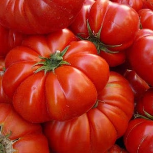 30 Seeds COSTOLUTO GENOVESE Italian Heirloom Tomato Tomate Pomidor Pomodoro Tomat Samen Semi Graines Nasiona Somen Frø Semillas Zaden