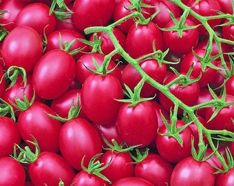 50 Organic PINK GRAPE Tomato Seeds Sweet and Very Productive Heirloom Open pollinated Tomato