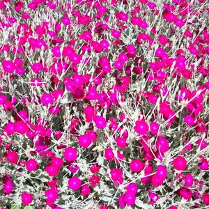500 Organic Rose Campion Lychnis coronaria Flower Seeds Bio Own Production Flower Seeds Garden Flowers Silver Leaves Purple Pink Flowers
