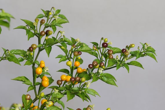 Chili más caro del mundo regalo Aji charapita 20 semillas seeds mejor calidad