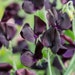 see more listings in the Sweet Peas section