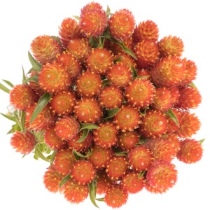 60 Seeds ORANGE Globe Amaranth Gomphrena Kugelamarant Kogelamarant Seeds Samen Semillas Graines Somen Zaad Zaden Frø Sementes Siemenet