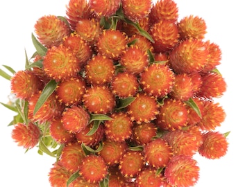 60 orange Kugelamaranthsamen, immerwährende Blume