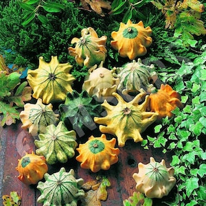 15 CROWN OF THORNS Ornamental Pumpkin Mix Seeds Zierkürbis Samen Graines Semillas Zaden Zaad Somen Semi Sementi Semillas Nasiona