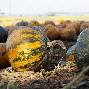30 Originele GLEISDORFER Ölkürbis Erfstuk Oostenrijkse Olie Pompoen Stiermarkse Huidloze Biologische Zaden Heerlijke zaden ideaal voor olieproductie