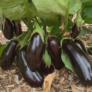 Puede incluir: Primer plano de un grupo de berenjenas moradas oscuras que crecen en una planta con hojas verdes. Las berenjenas son alargadas y tienen un aspecto brillante. La planta está rodeada de mantillo.