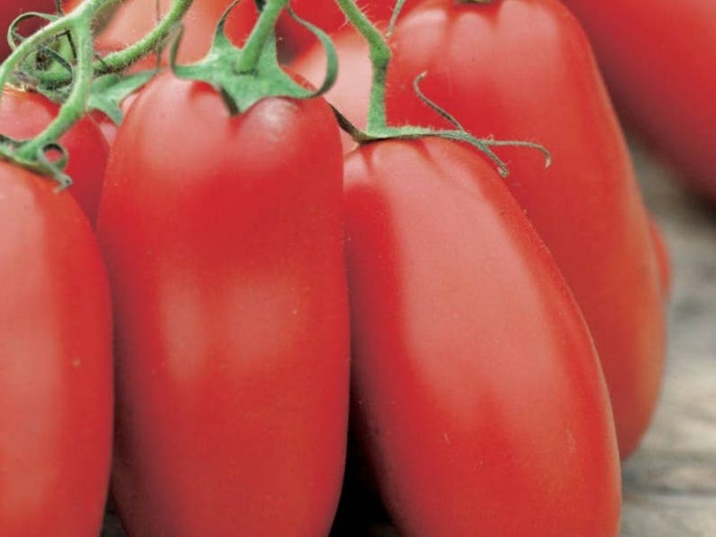 Название семян помидор. Прунакс томат. Томат Калабрези семена. Томат риккиуто f1.