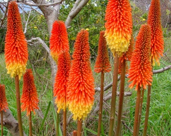 100 Kniphofia Seeds Perennial Cleopatra's needle Uvaria Seeds Kniphofia Samen Semi Semillas Graines Somen Siemenet Sementes  Zaad Zaden