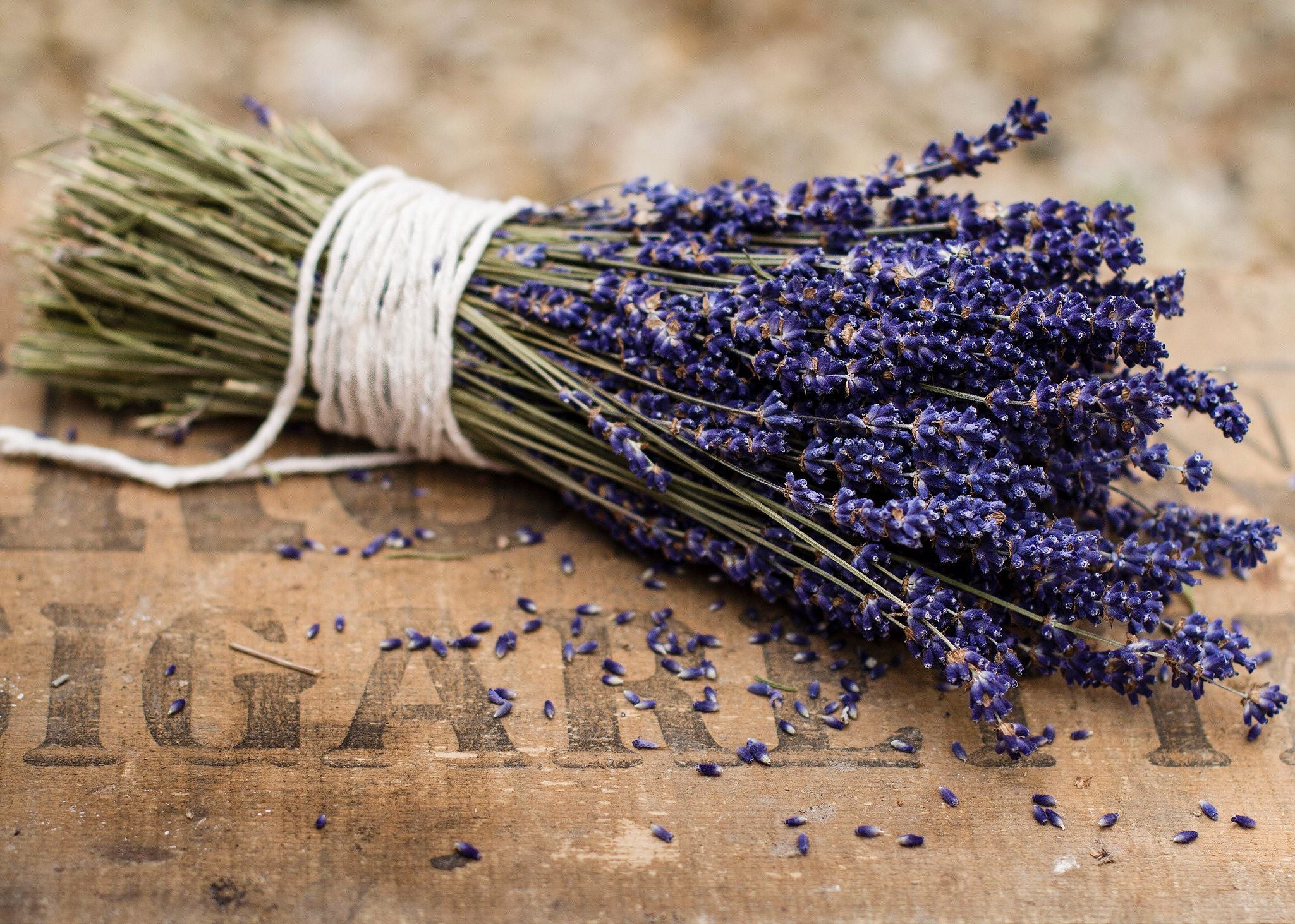 100 English Lavender Seeds Organic Nongmo Hand Picked Bio Etsy
