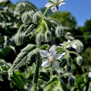 50 White Borage BIANCA Weisser Borretsch Samen Gurkenkraut Semences Graines de Bourrache Borage Zaden Borragine semina Borraja Semillas