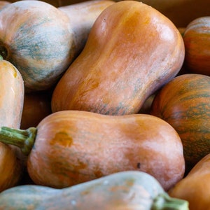 Może przedstawiać: Zbliżenie na grupę dyni butternut. Dynie są w odcieniach pomarańczowego i zielonego i mają gładką, lekko nierówną fakturę.