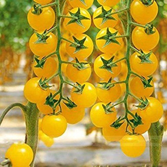 30 Organic GOLDKRONE Heirloom Tomato Seeds Samen Semi Semillas Graines  Somen Zaden Zaad Sementes Siemenet Sementi Nasiona -  Israel