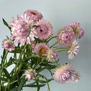 200 semi di Elicriso, Rosa argentata, Fiore di paglia, Semprevivi, Semi di fiori di carta ...