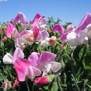 25 Organic CUPID PINK Dwarf Windowbox Sweet Pea Seeds Lathyrus Duftwicke Sameb Zaad Zaden Semi Sementi Sementes Siemenet Graines Semillas image 2