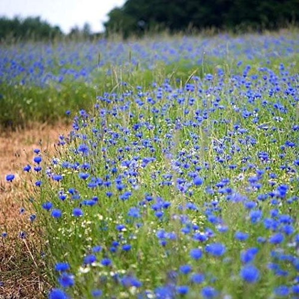 300 BIO WILD BLUE CORNFLOWER Seeds Wilde Kornblume Samen Graines Semillas Zaden Zaad Somen Semi Sementi Semillas Sementes Siemenet Frø