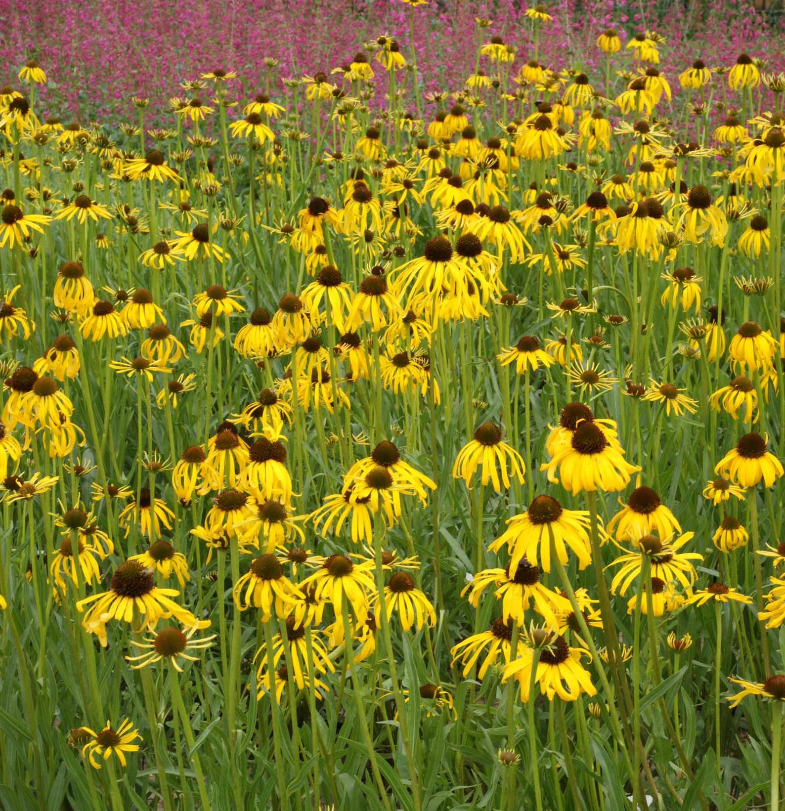 50 Echinacea PARADOXA Ozark Coneflower Seeds Samen Zaad Zaden - Etsy UK