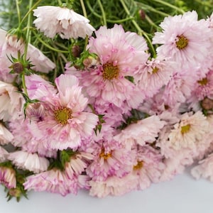 30 Cosmos Double CLICK BICOLOR PINK Seeds Cosmea Schmuckkörbchen Samen Somen Frø Zaden Semi Sementi Sementes Siemenet Graines Semillas