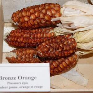 Könnte beinhalten: Nahaufnahme von mehreren bronze-orangen Maiskolben mit getrockneten Blättern. Die Körner haben eine tiefrote Farbe. Ein weißes Etikett mit dem Text "Bronze Orange" ist sichtbar.