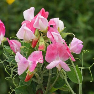 25 Organic CUPID PINK Dwarf Windowbox Sweet Pea Seeds Lathyrus Duftwicke Sameb Zaad Zaden Semi Sementi Sementes Siemenet Graines Semillas image 5