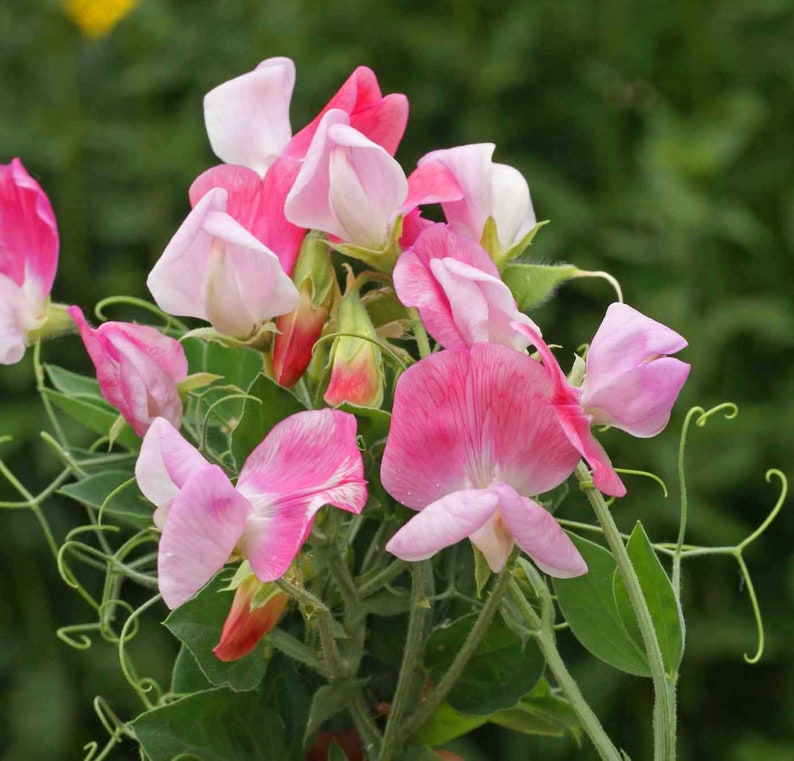 25 Organic CUPID PINK Dwarf Windowbox Sweet Pea Seeds Lathyrus Duftwicke Sameb Zaad Zaden Semi Sementi Sementes Siemenet Graines Semillas image 5