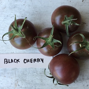 50 Organic BLACK CHERRY Tomato Seeds - Great taste High Yields  One of Top 10 Heirloom Tomato Varieties