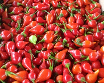 オーガニックビキーニョ赤唐辛子種子30粒 - ブラジル産チリ - Etsy 日本