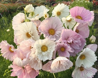 50 CUPCAKES BLUSH Cosmos Seeds Schmuckkörbchen Samen Graines Semillas Zaden Zaad Somen Semi Sementi Semillas Nasiona Frō Sementes Siemenet