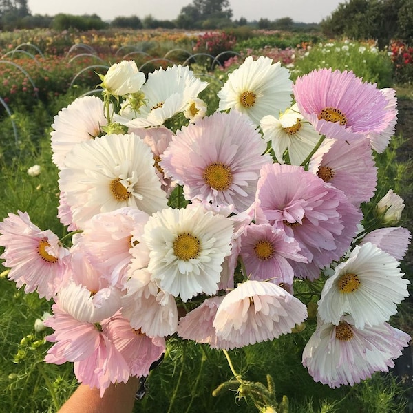 50 CUPCAKES BLUSH Cosmos Seeds Schmuckkörbchen Samen Graines Semillas Zaden Zaad Somen Semi Sementi Semillas Nasiona Frō Sementes Siemenet