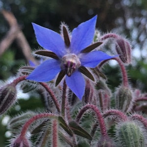 100 Borage Borago Seeds Borretsch Samen Graines Nasiona Frö Zaden Semillas Sementes Siemenet Pollinator Flower