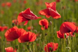 Graines De Coquelicot Rouge - 900 000 Graines Pour 2000 M² - Faciles à Semer, Attirent Les Pollinisateurs