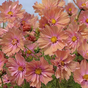 Könnte beinhalten: Eine Gruppe von rosa und pfirsichfarbenen Kosmeen mit gekräuselten Blütenblättern. Die Blüten sind in voller Blüte und haben gelbe Zentren.
