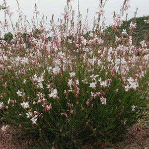 30 Gaura Lindheimeri Seeds, Perennial Wildflower