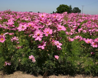 30 Sonata Pink Cosmos Seeds - Dwarf Cosmea, Frilly Petals