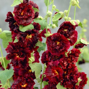 50 nasion malwy Chater's Maroon Hollyhock, róża abisyńska Double Bloom