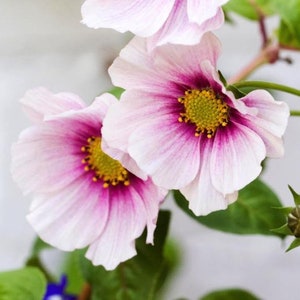Può includere: Primo piano di fiori di cosmo con delicati petali rosa chiaro e un centro magenta intenso. I fiori hanno un centro giallo e sono circondati da foglie e steli verdi. L'immagine è ben illuminata, evidenziando i dettagli dei fiori.