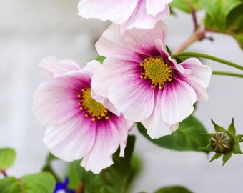 Op de afbeelding: Close-up van kosmosbloemen met delicate, lichtroze bloemblaadjes en een diep magenta centrum. De bloemen hebben een gele kern en worden omringd door groene bladeren en stelen. De afbeelding is goed belicht en benadrukt de details van de bloemen.