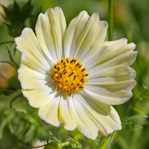 100 Japanese Cosmos KIIRO Seeds Cosmea Schmuckkörbchen Samen Semi Sementi Sementes Siemenet Somen Zaad Zaden Graines Semillas Nasiona