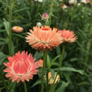 300 Elicriso biologico Fiore di paglia SALMONE Elicriso Fiore di carta Strohblume Samen Graines Nasiona Semi Sementi Somen Semillas Zaden Frø