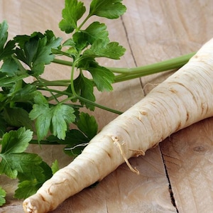 SALE 1000 Biologische HANACKA-wortelpeterselie Tsjechische erfgoedpeterselie Uitstekende smaak Lekkere verse bladeren voor verschillende doeleinden Petersilie Samen