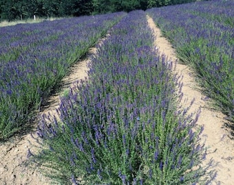 500 Sementes Orgânicas de Hissopo: Ervas Aromáticas, Jardim para Abelhas e Borboletas