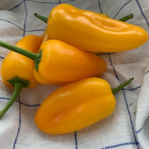 Peut inclure: Quatre poivrons jaunes sur un tissu à carreaux blanc et bleu. Les poivrons sont tous pointus et ont des tiges vertes.