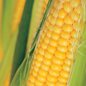 Könnte beinhalten: Nahaufnahme eines Maiskolbens mit gelben Körnern und grünen Hüllen. Der Mais ist reif und bereit für die Ernte.