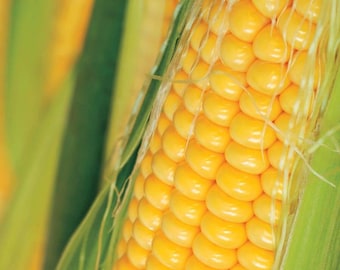 May include: Close-up of an ear of corn with yellow kernels and green husks. The corn is ripe and ready to be harvested.