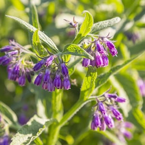30 True COMFREY Seeds Famous medicinal herb Symphytum officinale Beinwell Samen Smeerwortel Zaden Consoude Graines Semi di Consolida