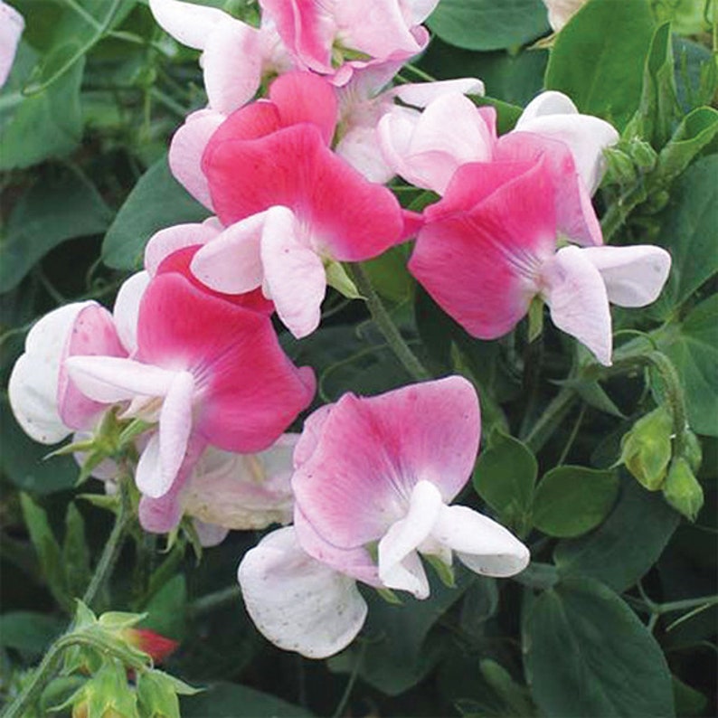 25 Organic CUPID PINK Dwarf Windowbox Sweet Pea Seeds Lathyrus Duftwicke Sameb Zaad Zaden Semi Sementi Sementes Siemenet Graines Semillas image 6